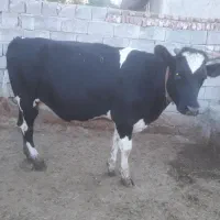 تلیسه