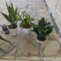 گل‌های طبیعی زیبا