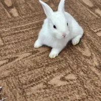 فروش خرگوش نر و ماده