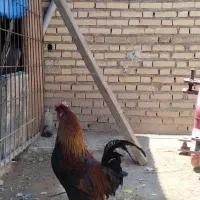 خروس