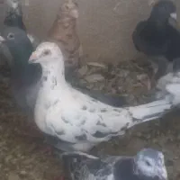 کبوتردسته۱۸تایی پلاکی