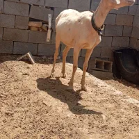 میش چینی