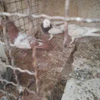 سه عدد جوجه کبوتر