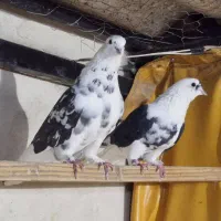 کفتر پرشی