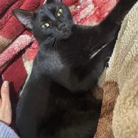 واگذاری گربه ماده dsh