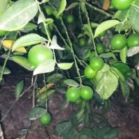 فروش لیمو مصری و محلی درشت و آبدار