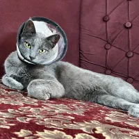 گربه پیدا شده