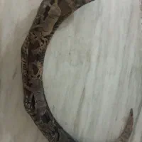 شاخ حکاکی شده کار دست