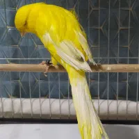 قناری نر رسمی بلند مست آماده شلاقی بخون