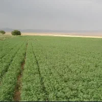 یونجه فروشی
