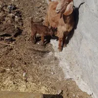 سلام بز بی فروشی