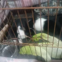 بچه خرگوش   ارام دستی  باهوش