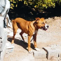 واگذاری پیتبول ماده