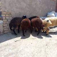 بره ریز