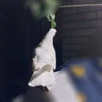 کبوتر سفید چشم زرد  اسطوره