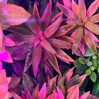 /گیاه ایرانی خارجی/پلنت/اکواریوم مارلین