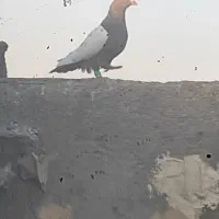 کفتریاکبوتر