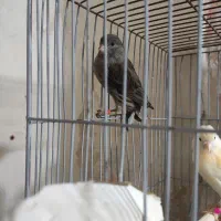 معاوضه با نر رنگ روشن