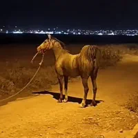 مادیان ترک دره شور شجره دار