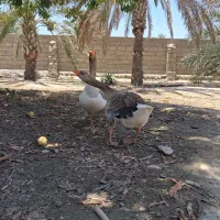 غاز