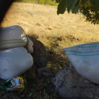 کاه عدس