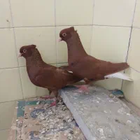 کبوتر دم سفید