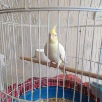 عروس هلندی