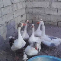 غاز محلی