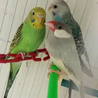 یک جفت مرغ عشق با نرگسی