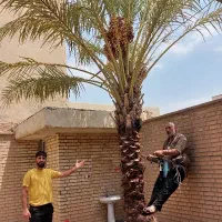 قطع نخل سمپاشی نخل هرس نخل درخت بریدن نخل موریانه
