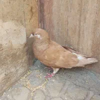 کفتر زرد نر