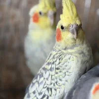 عروس هلندی