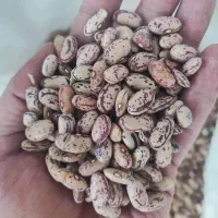 لوبیا چیتی خمین