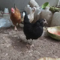 مرغ و خروس و تخم مرغ برهما و گلین
