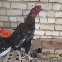 خروس‌لاری