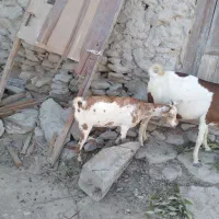 فروشی