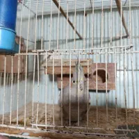 کوت عبدالله خیابان شهید چمران خیابان بعثت