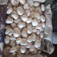 فروش عمده قارچ سوپر