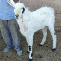 بز وکل درجه یک
