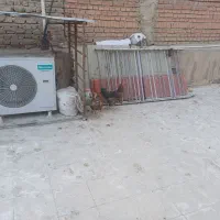 مرغ تخم کن