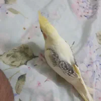 جوجه عروس دوکت دوماهه