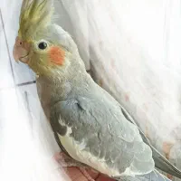 عروس هلندی