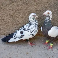 سار و سبز