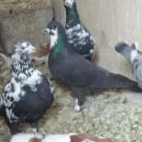 کفتر