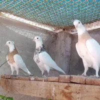 طوقی