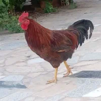 خروس