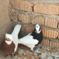 کبوتر