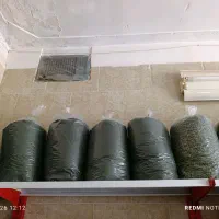 شوید خشک شسته شده