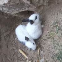 تعدای بچه خرگوش