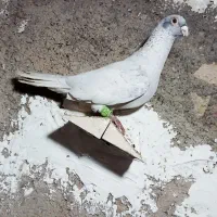 موشی نقره ایی نر پرشی
